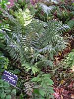 Cyrtomium Fortunei (J. Sm.) (fam Aspidiacees) (Chine, Japon) (0) (Photo F. Mrugala)